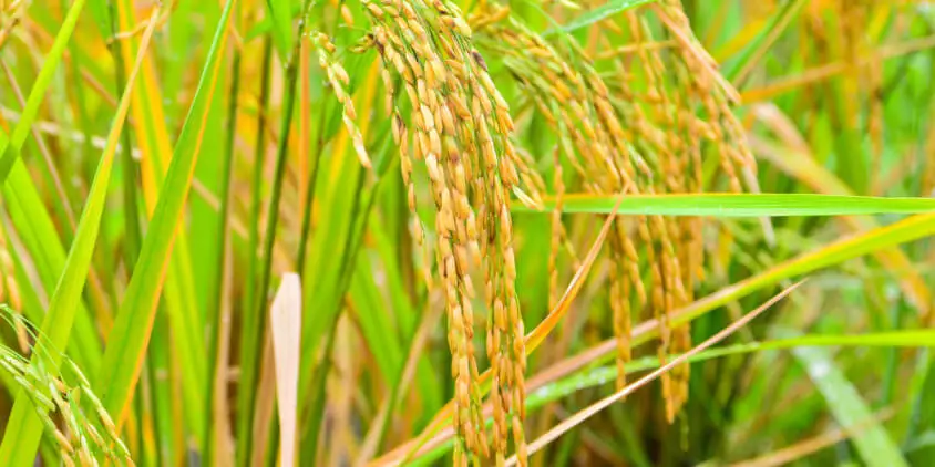 A smarter way to grow rice